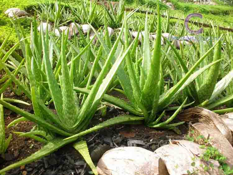 Cây Nha Đam (Lô Hội)