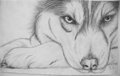 9 Siberian Husky Drawing Ý Tưởng | Động Vật, Chó Husky, Ý Tưởng Hình Xăm