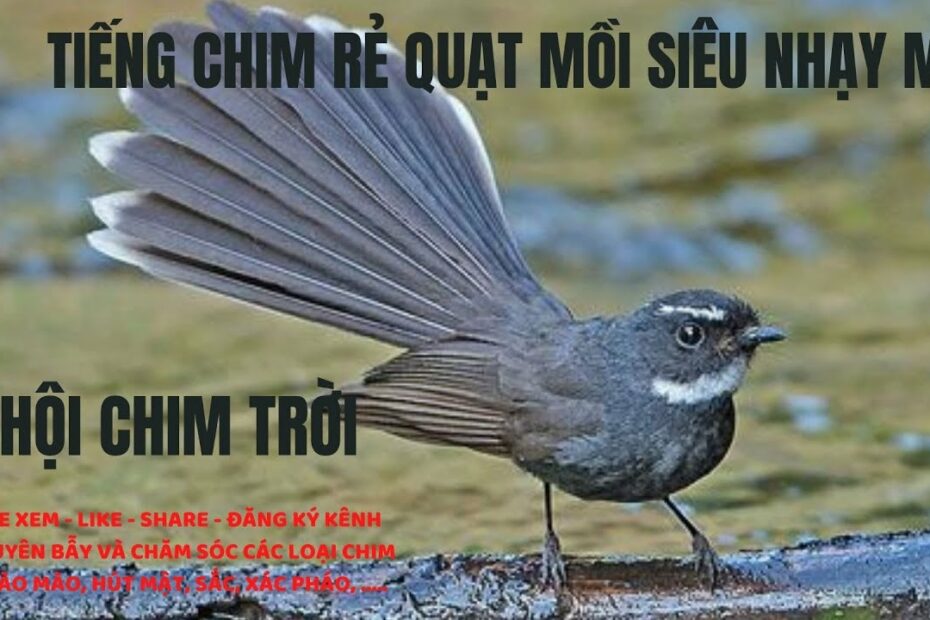 Tiếng Chim Rẻ Quạt Mồi Siêu Nhạy Mp3 - Hội Chim Trời - Youtube