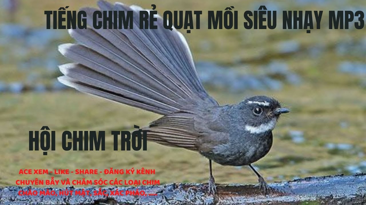 Tiếng Chim Rẻ Quạt Mồi Siêu Nhạy Mp3 - Hội Chim Trời - Youtube