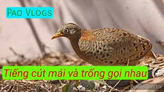 Tiếng Chim Cút Trống Mái Gọi Nhau Cực Chuẩn Mp3 - Pao Vlogs - Youtube