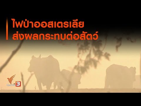 ไฟป่าออสเตรเลียส่งผลกระทบต่อสัตว์ (7 ม.ค. 63)