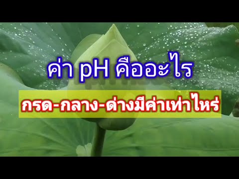 ค่า pH คืออะไร กรด-กลาง-ด่างมีค่าเท่าไหร่