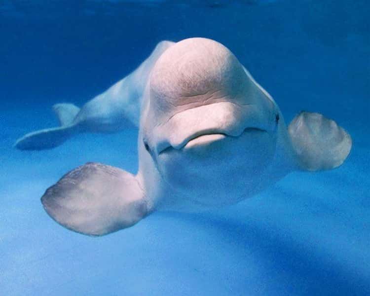 17 Creepy Photos Of Beluga Whales And Manatees