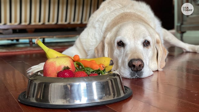 Can Dogs Eat Bananas? Fruits That Are Healthy And Safe For Pets.