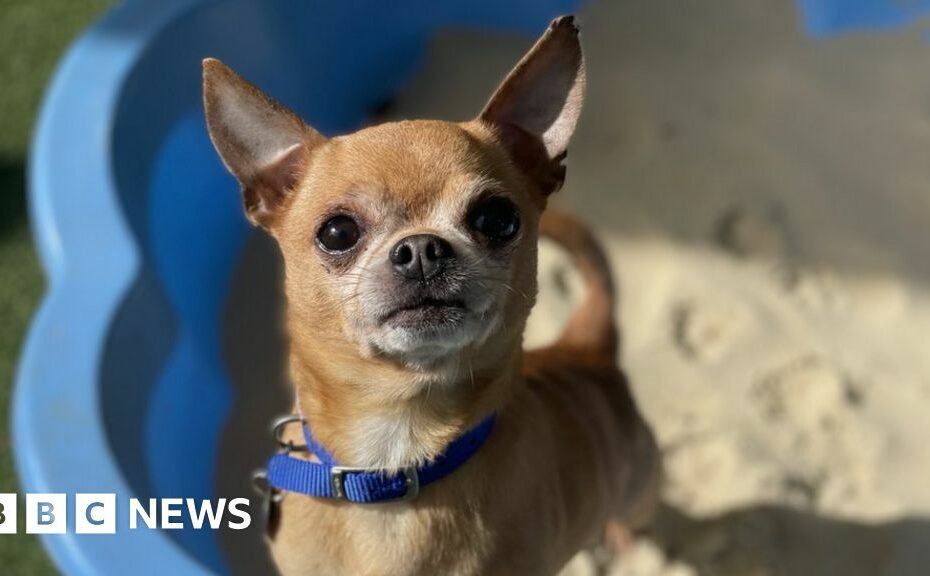 Proposed Rental Reforms To Allow Pets In Properties - Bbc News