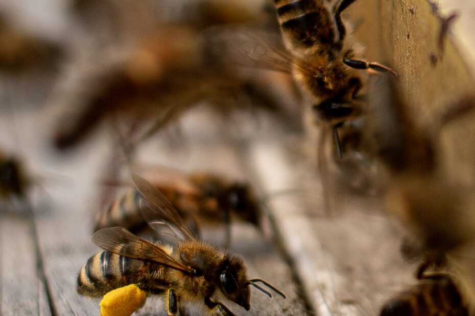 Us Honeybees Suffer Second Deadliest Season On Record | Bees | The Guardian