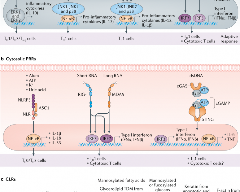 Emerging Concepts In The Science Of Vaccine Adjuvants | Nature Reviews Drug  Discovery