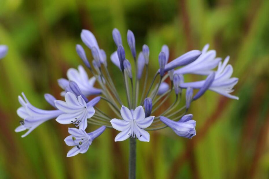 Agapanthus Campanulatus | Bbc Gardeners World Magazine