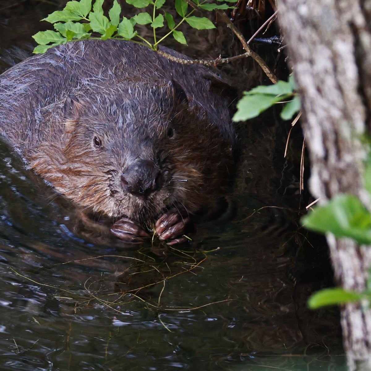 Beavers To Be Given Legal Protection In England | Wildlife | The Guardian