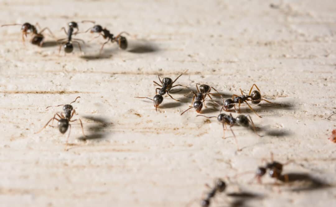 12 Scents That Ants Hate (And How To Use Them) - Pest Pointers