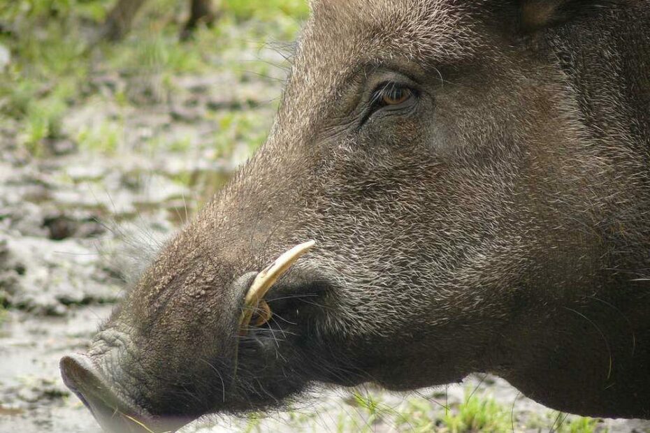 Americans Are Hunting Wild Pigs Now