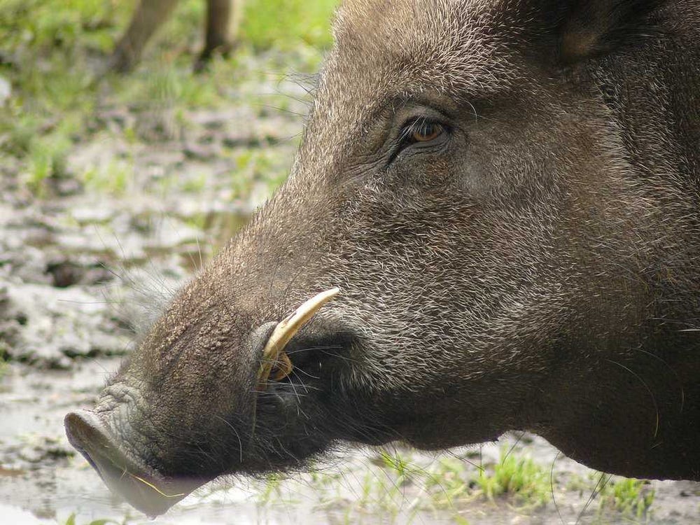 Americans Are Hunting Wild Pigs Now