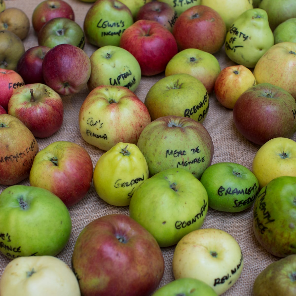 Geneticists Trace Humble Apple'S Exotic Lineage All The Way To The Silk  Road | Genetics | The Guardian