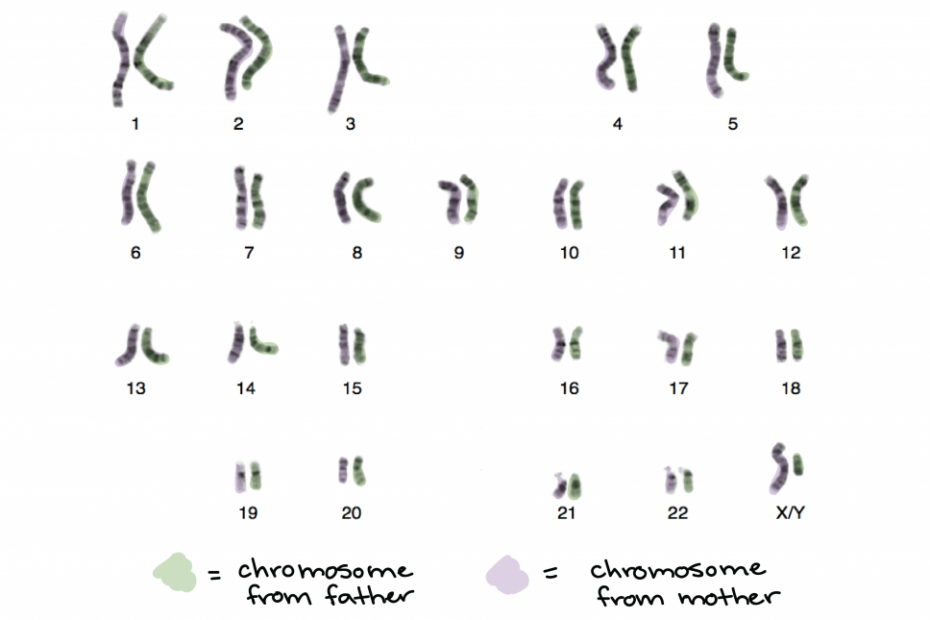 Chromosomes (Article) | Cell Cycle | Khan Academy