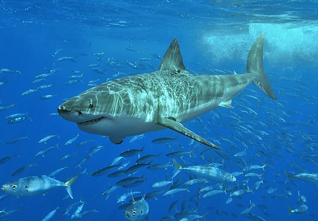 Great White Shark - Wikipedia