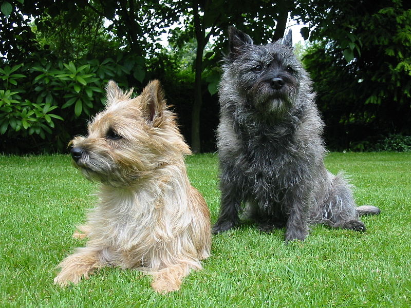 Cairn Terrier - Wikipedia