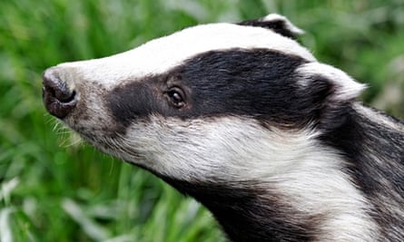 Badger Watching: A Beginner'S Guide | Badgers | The Guardian