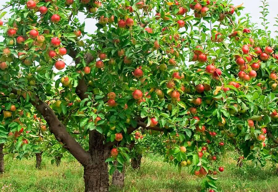 How To Grow Apples - Harvest To Table