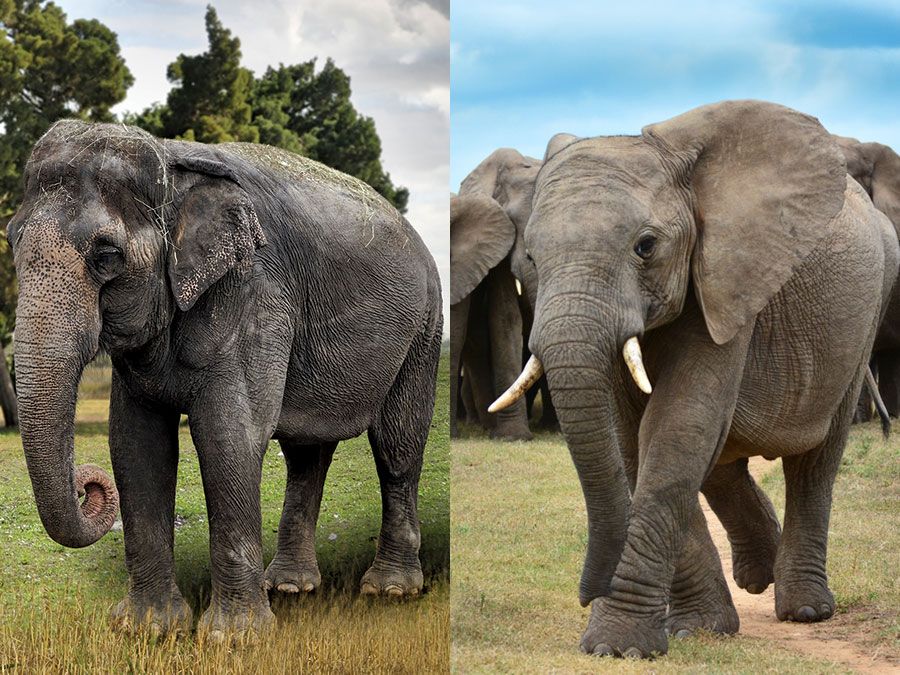 What'S The Difference Between Asian And African Elephants? | Britannica