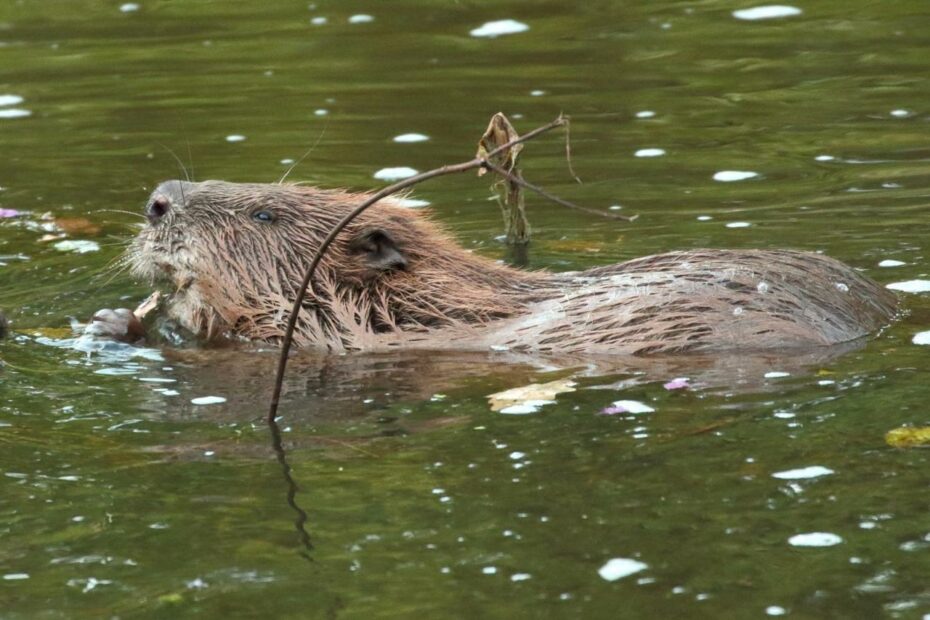 Beaver Dams Help Reduce River Pollution, Study Shows | Countryfile.Com