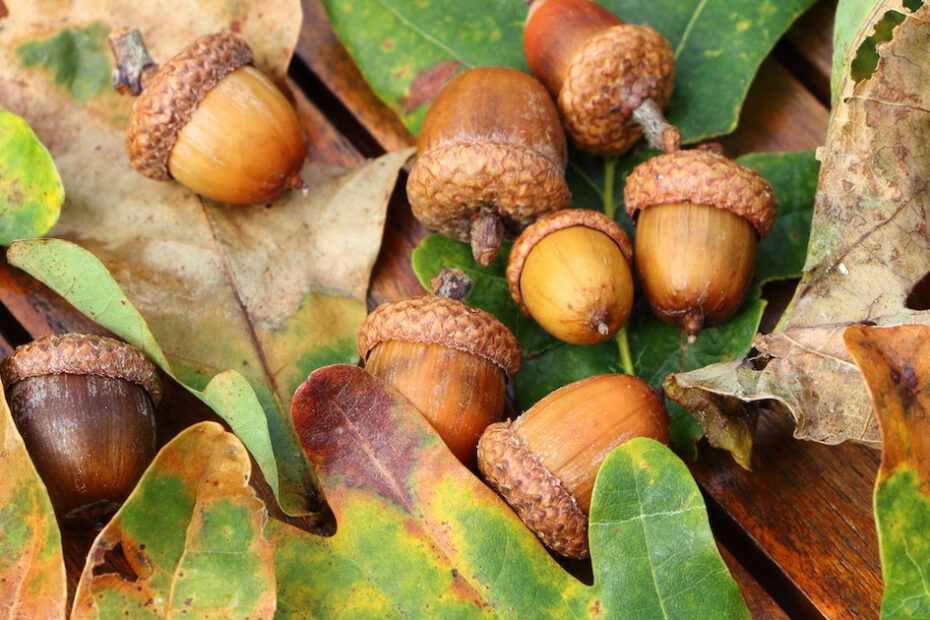 How To Cook Acorns | Wild + Whole