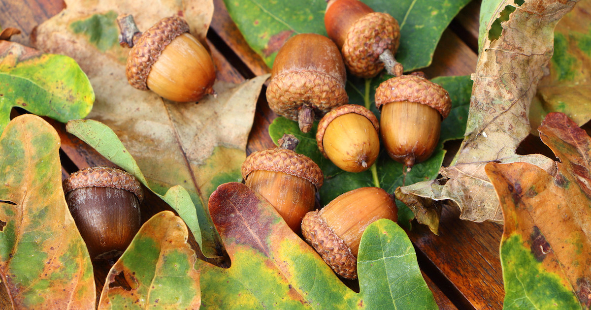 How To Cook Acorns | Wild + Whole