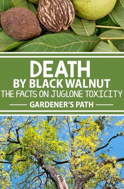 How To Stop Black Walnut Juglone Toxicity | Gardener'S Path