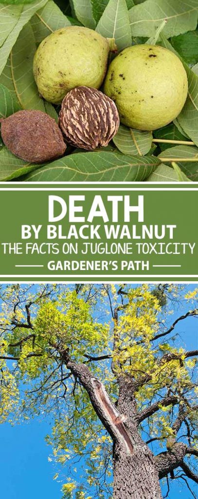 How To Stop Black Walnut Juglone Toxicity | Gardener'S Path