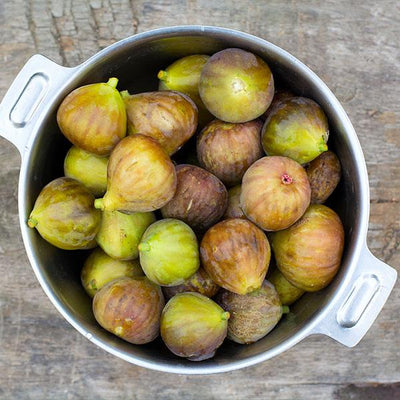 Brown Turkey Fig Trees For Sale – Fastgrowingtrees.Com