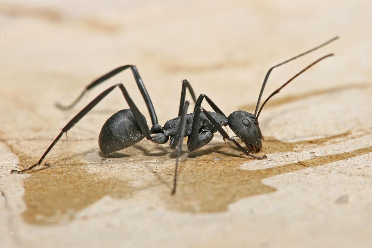 Carpenter Ant - Wikipedia