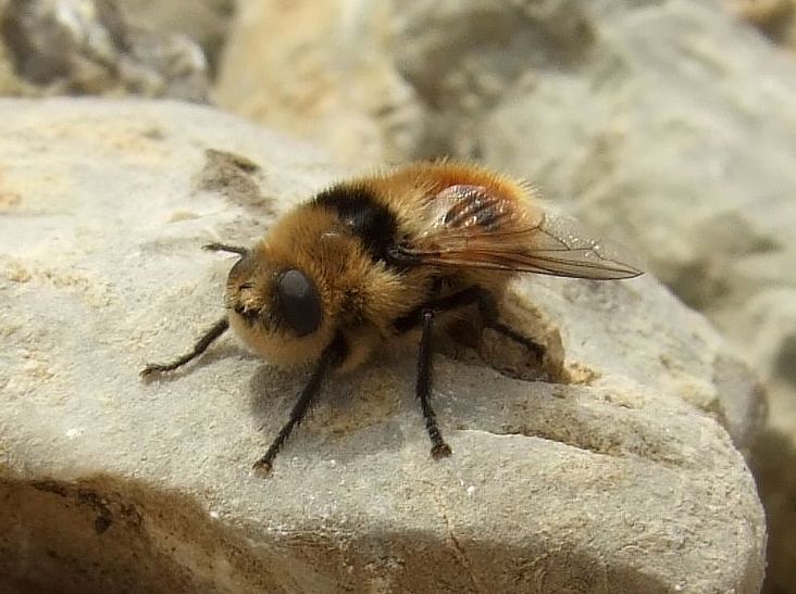 Botfly - Wikipedia