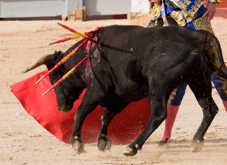 Is Bullfighting Cruel? Shocking Revelations & Facts