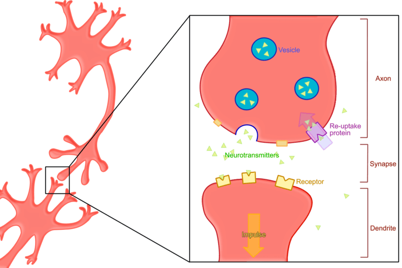 Difference Between Excitatory And Inhibitory Neurotransmitters | Compare  The Difference Between Similar Terms