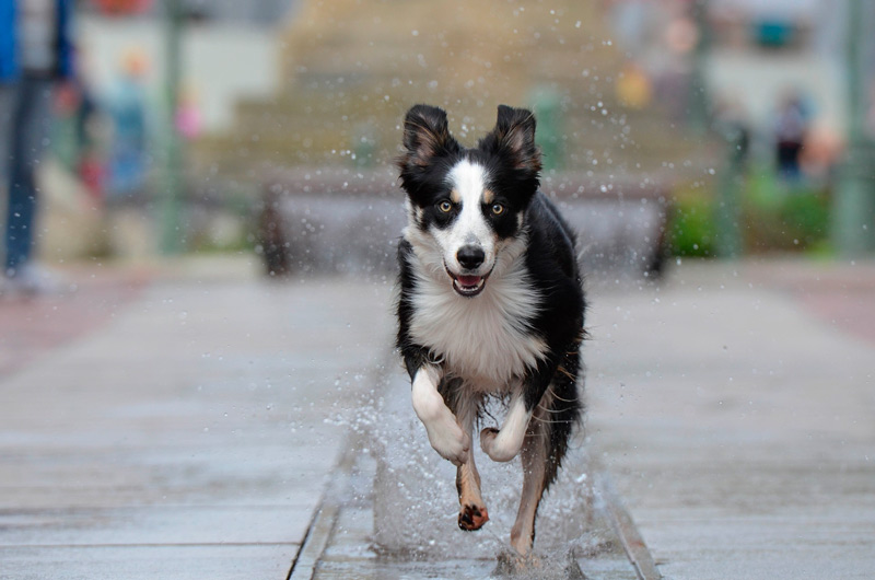Do Border Collies Like Water? [2023 Updated]