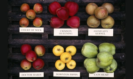 British Apple Season Is Upon Us | Food | The Guardian