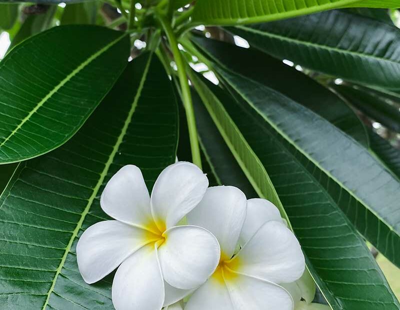 Growing Plumeria: How To Care For Frangipani | Gardener'S Path