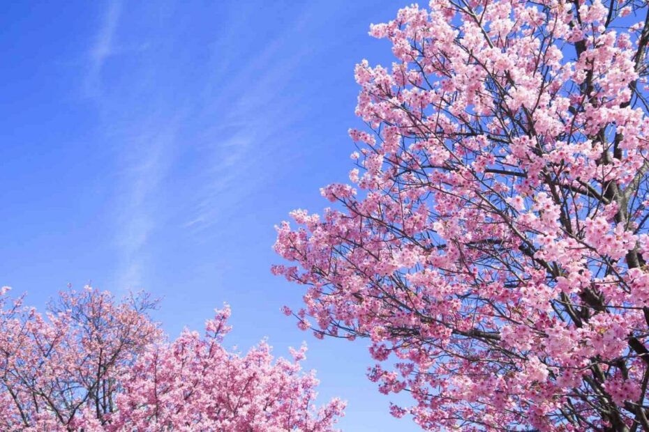 How To Grow And Care For Cherry Blossom Trees