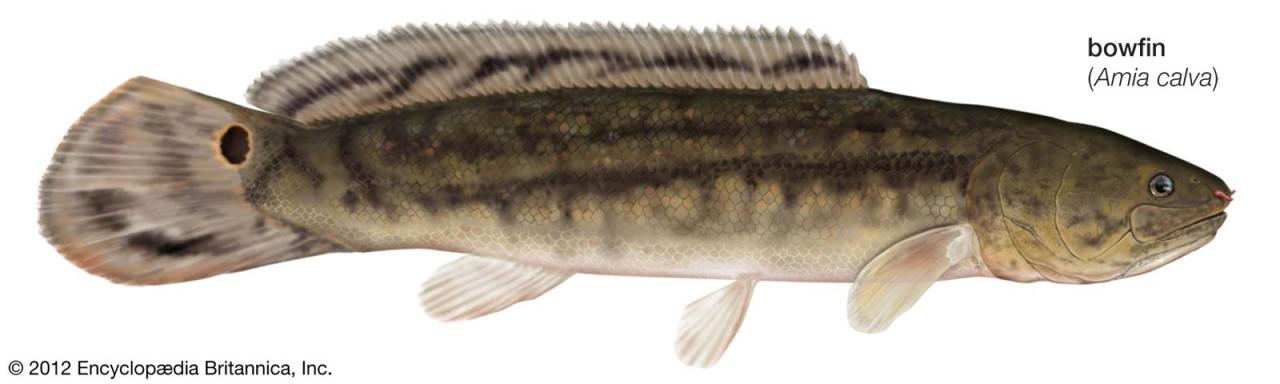 Bowfin | Description, Habitat, & Facts | Britannica