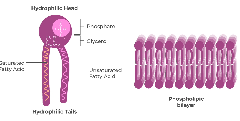 What Are Lipids? Structure And Functions