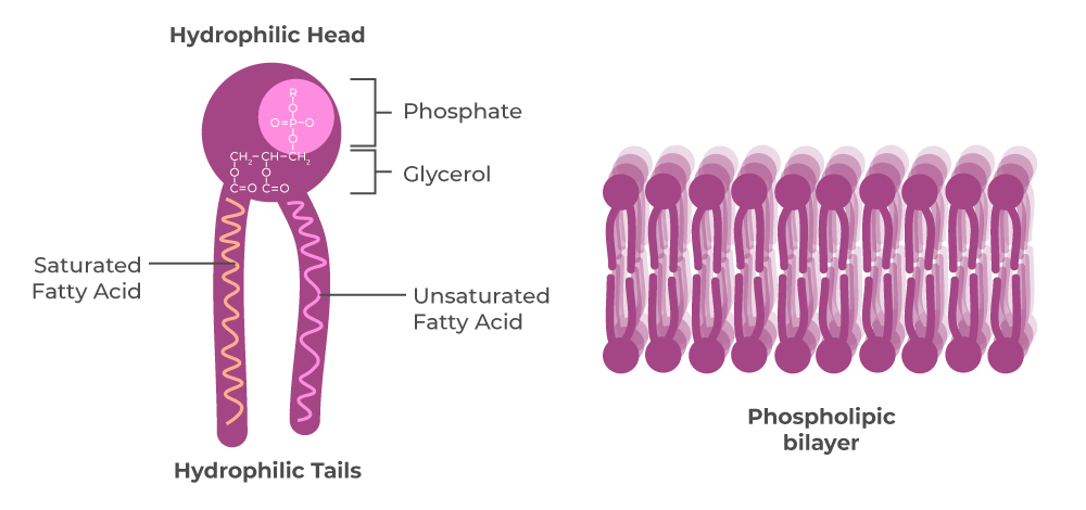 What Are Lipids? Structure And Functions