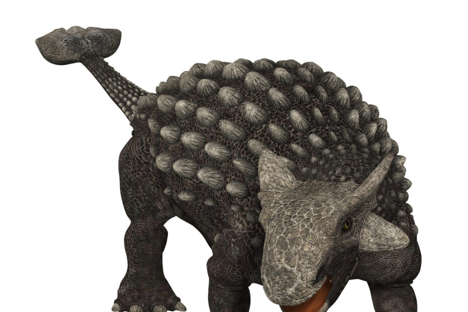 Ankylosaurus: Facts About The Armored Lizard | Live Science