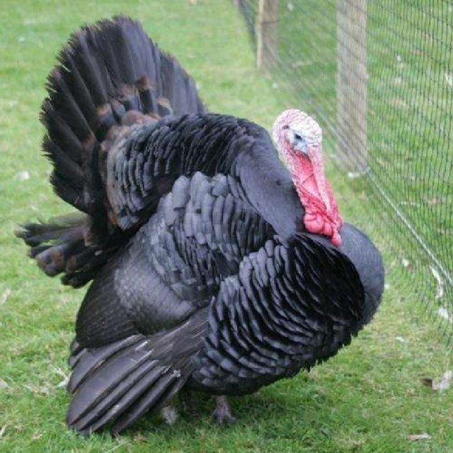 Norfolk Black Turkey Breed Profile - Sustainable Agriculture