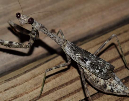 Chinese Mantis | Missouri Department Of Conservation