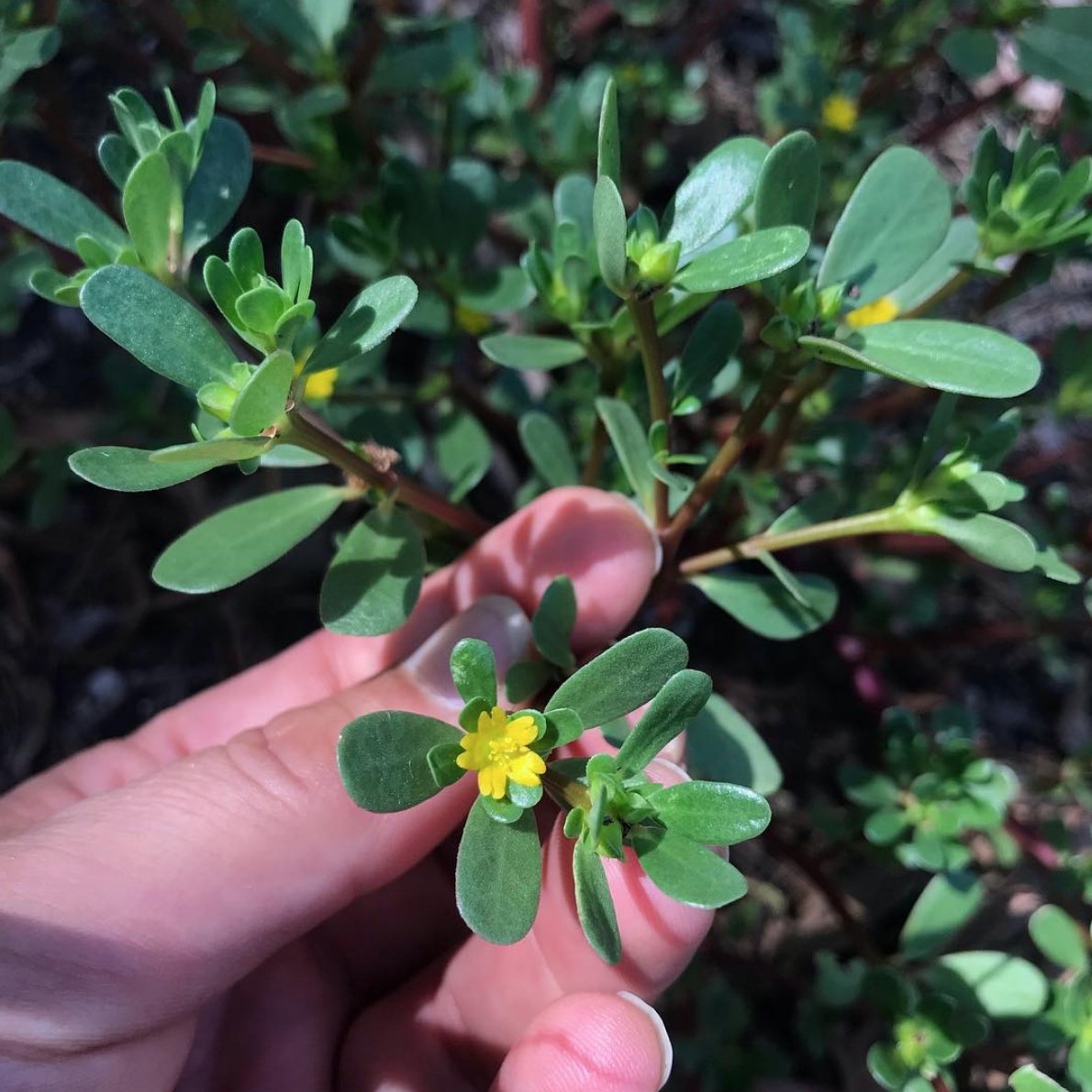 Purslane, The Summer Edible Weed That Gives So Much — Wild Plants,  Foraging, Food, Art And Culture