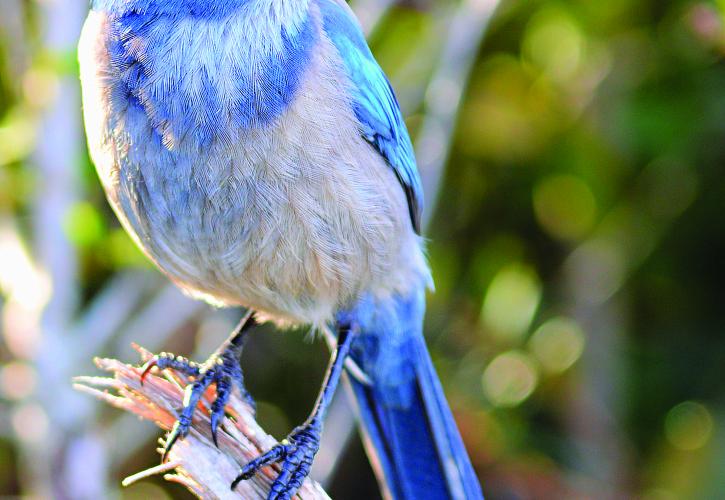 Florida Scrub-Jay | Florida State Parks