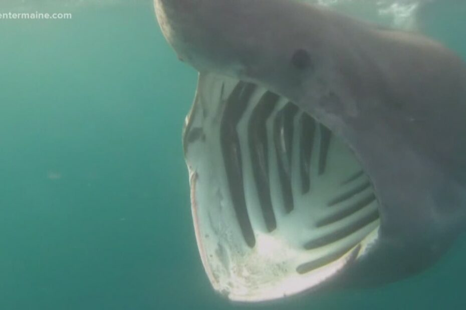 Basking Shark Startles People In York | Newscentermaine.Com