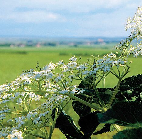 Respect Your Elders: The Magical Properties Of Elder And Alder Trees |  Daily Mail Online