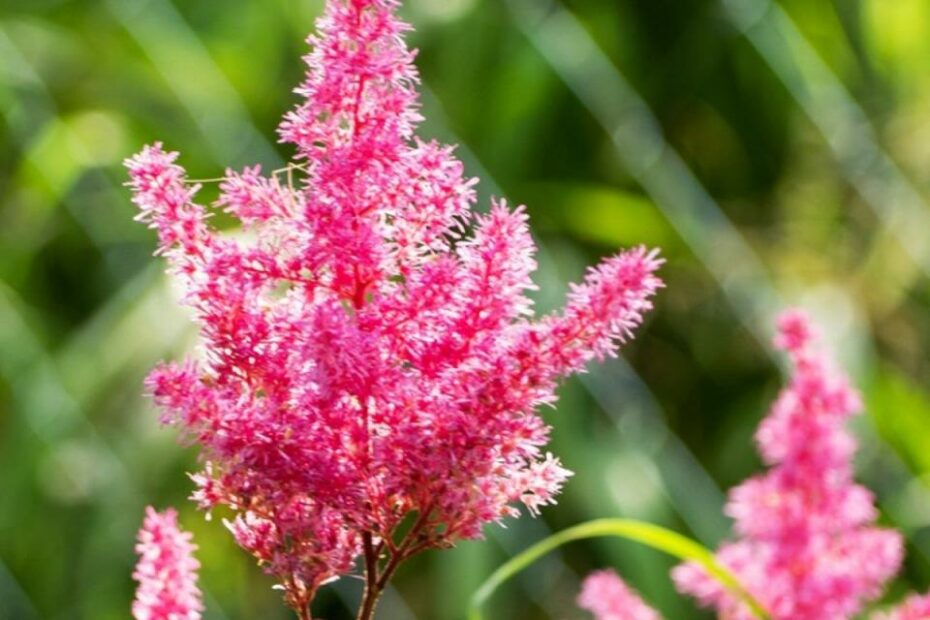 How To Fertilize Astilbe Plants - What Is The Best Fertilizer For Astilbe