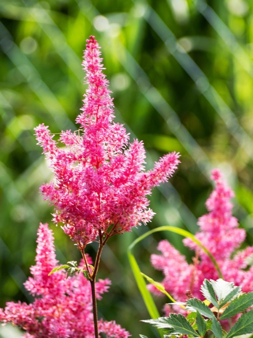 How To Fertilize Astilbe Plants - What Is The Best Fertilizer For Astilbe